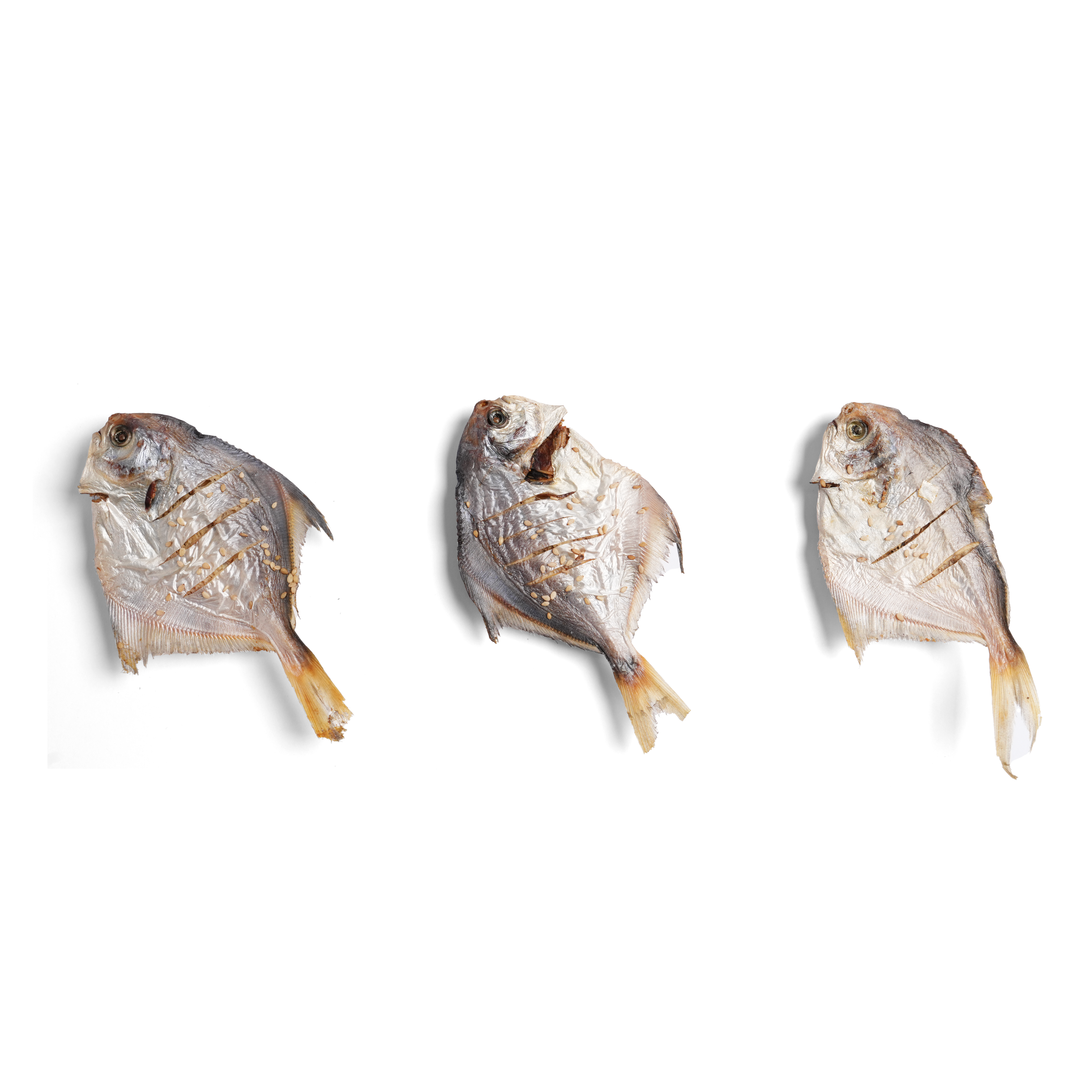 Silver Pomfret