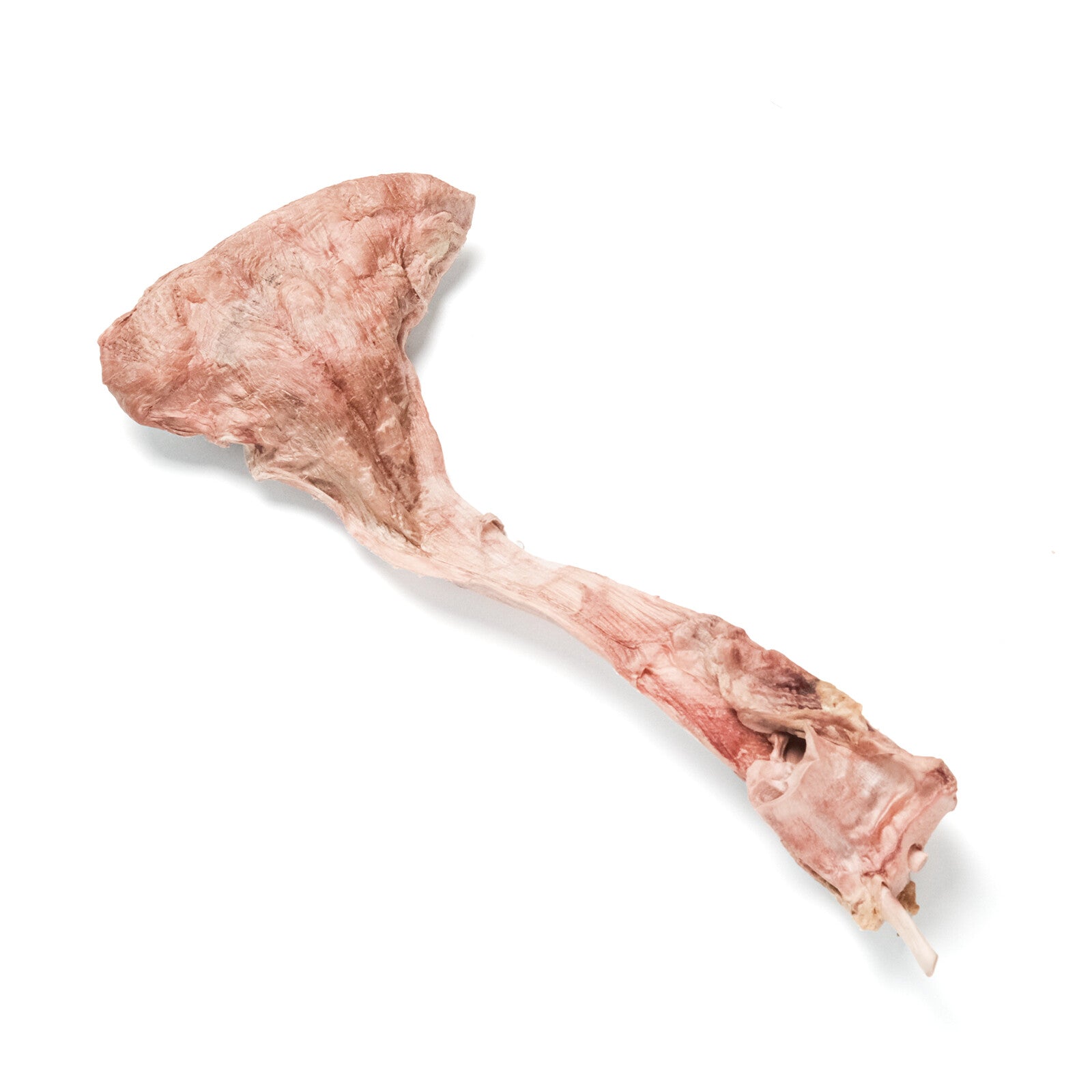 Ostrich Tendon