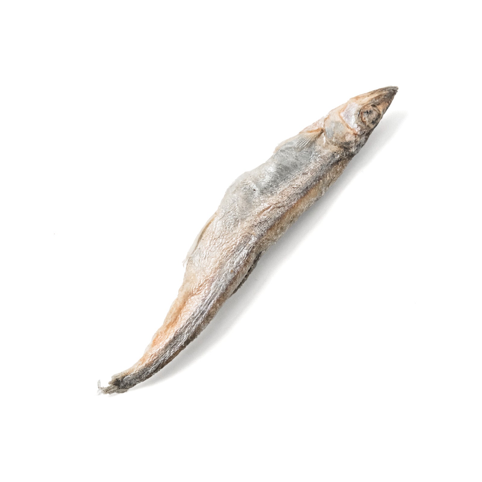 Capelin