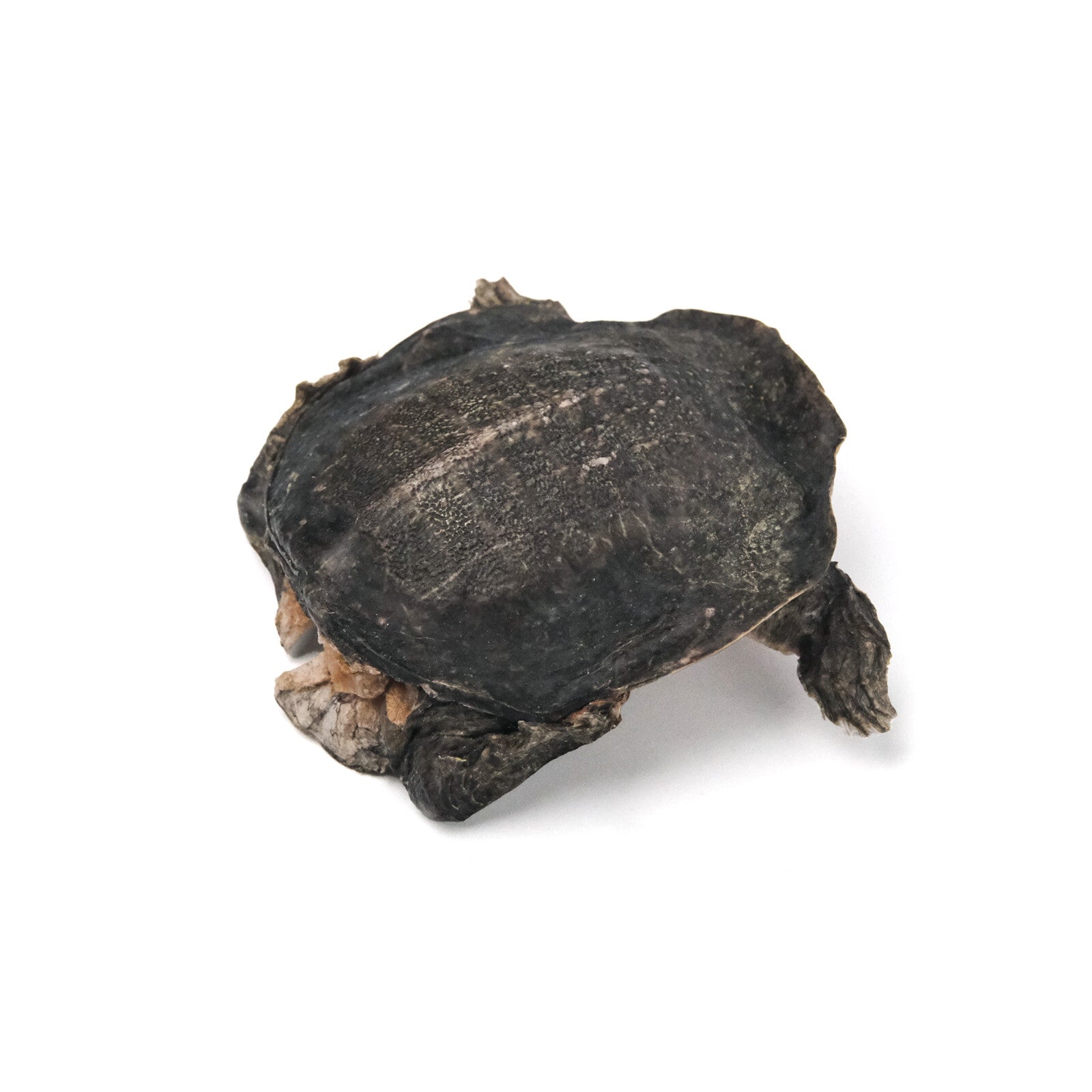 Soft-Shelled Turtle
